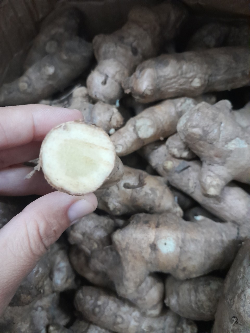 Củ Ngãi Chống Độc tươi 1kg
