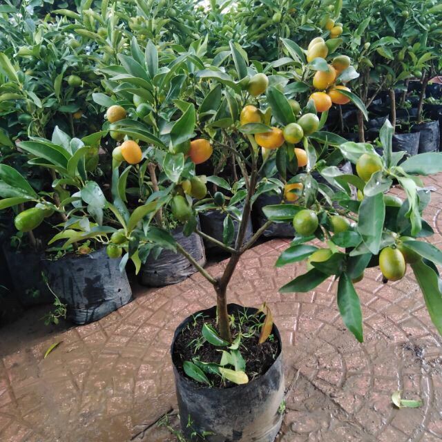 Cây Quất Ngọt Đang Sai Quả.Tán Đẹp Như Ảnh.