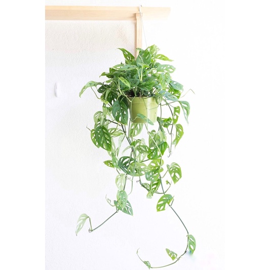 Cây Monstera adansonii Five Holes chậu nhựa
