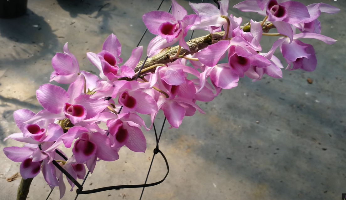Hoa lan trầm DH 77 cây trưởng thành trồng trong chậu phi 14