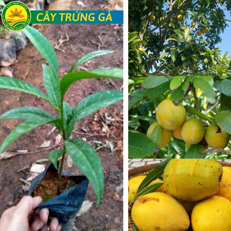 Cây trứng gà chất lượng cao