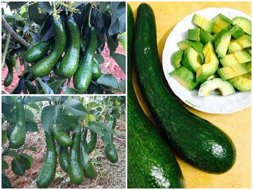 Cây bơ 034 siêu quả