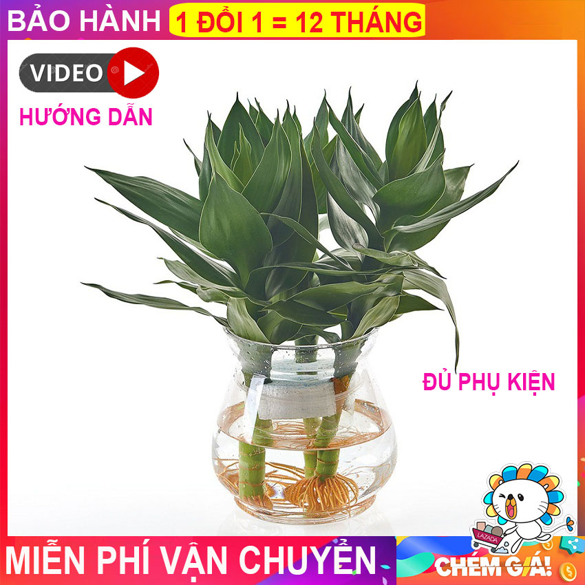 Chậu nhựa trồng cây thủy sinh, thủy canh; bình trồng cây thủy sinh, lọ trồng cây bằng nhựa trong suố
