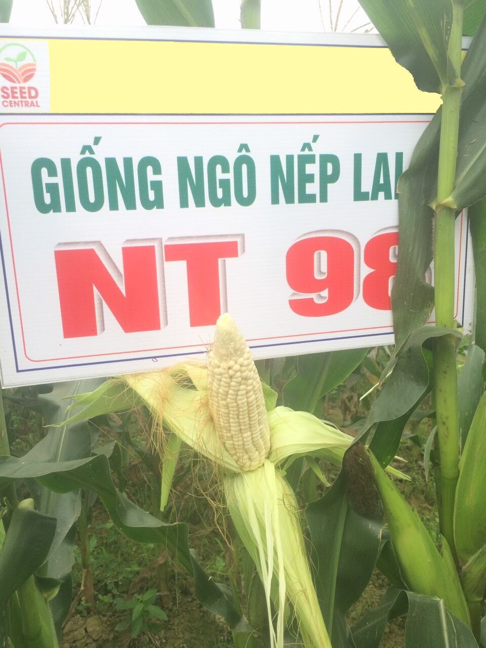 Hạt giống ngô nếp lai f1 nt98 - kháng sâu bệnh tốt