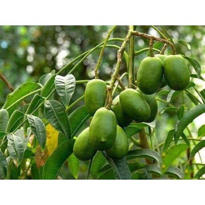 Cây giống cóc  Thái siêu quả - C88