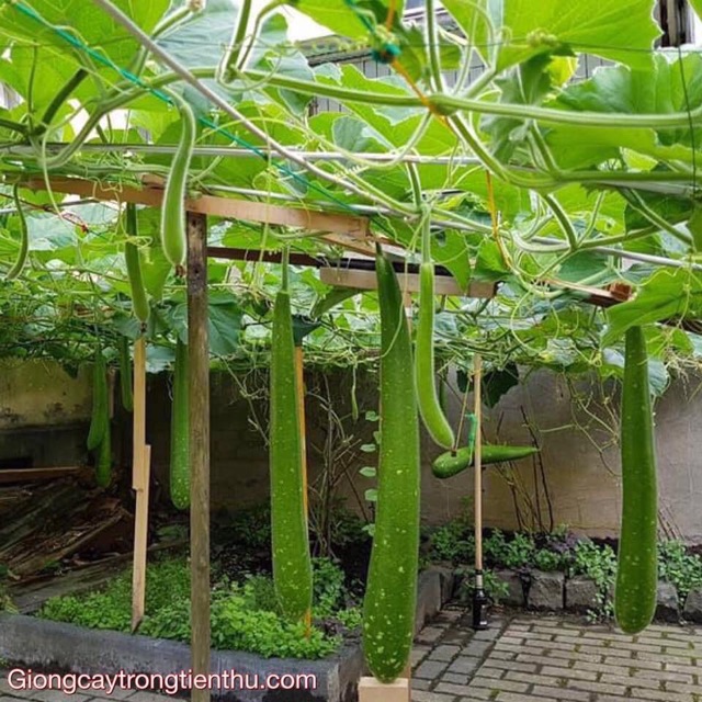 HẠT GIỐNG BẦU SAO TRÁI DÀI