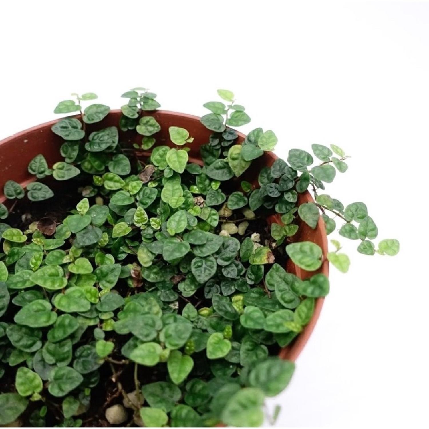 Vảy ốc mini, vảy ốc Minima dùng set bể terrarium, bán cạn