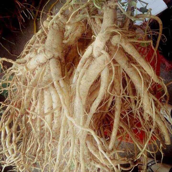 Sâm dây ngọc linh