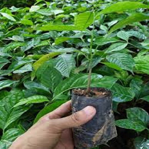 CÂY RAU HÚNG VỊT, cây chanh chó - cây rau gia vị