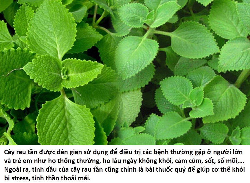 Cây giống rau tần dày lá