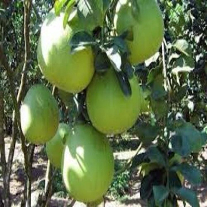 Cây giống bưởi da xanh chuẩn giống f1 + tặng 4 cây chè xanh
