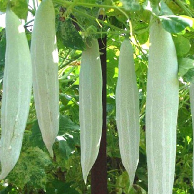 Hạt Giống Khổ Qua Tây, Khổ Qua Trắng Lặc Lầy (Mướp Nhật Trắng)