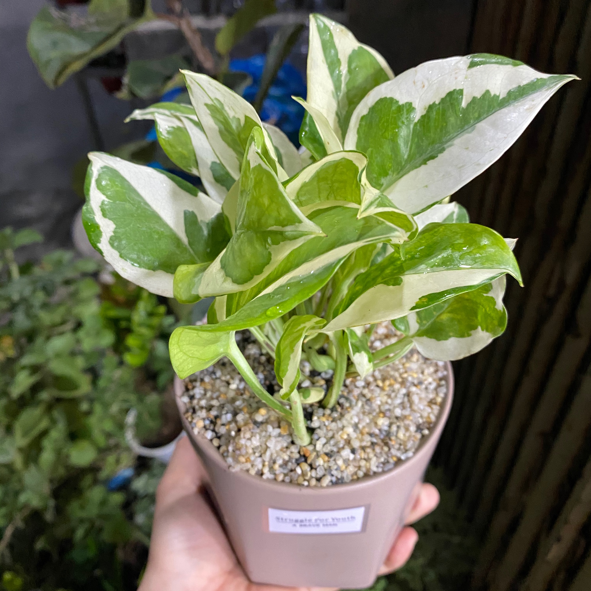 Trầu bà sữa - tặng chậu để bàn