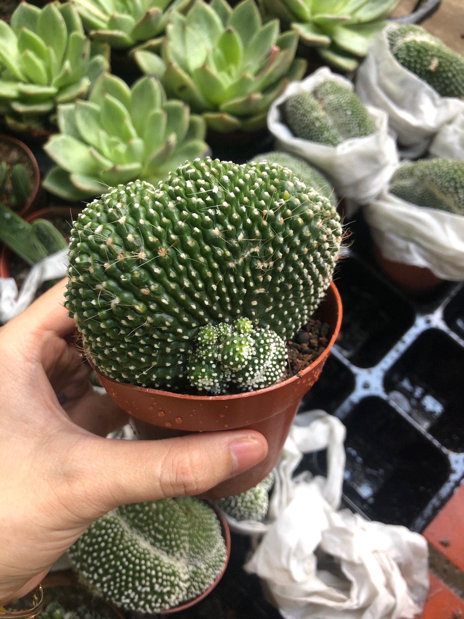 Xương rồng san hô