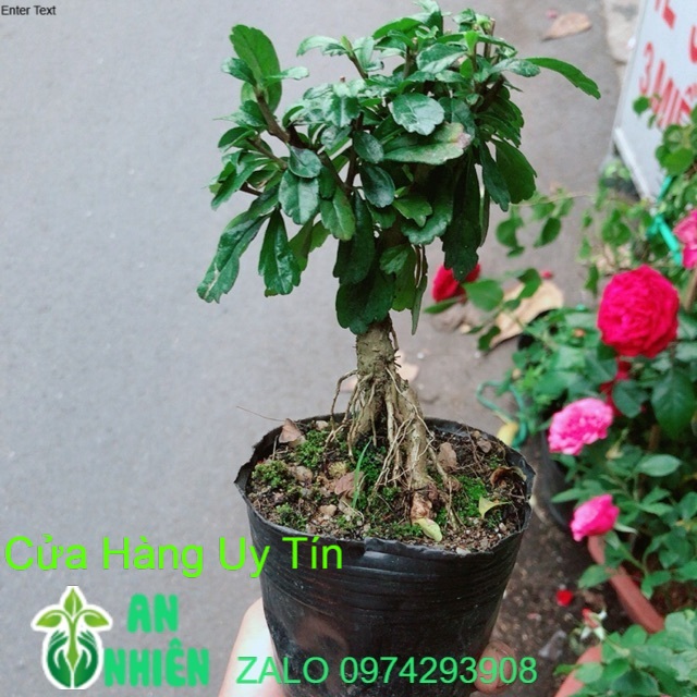 Cây Trà Phúc Kiến Bonsai Mini