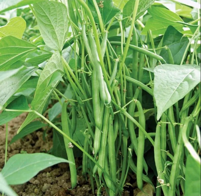 Hạt giống đậu cove lùn HN gói 20gr