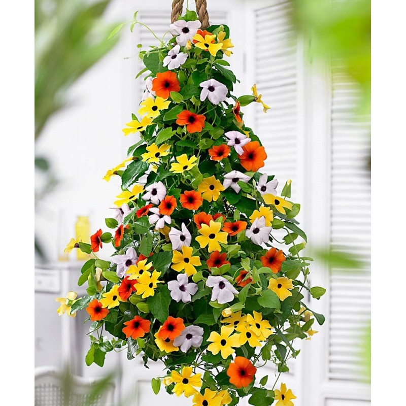 Hạt giống hoa dây leo Ánh Dương - 1 gói 5 hạt