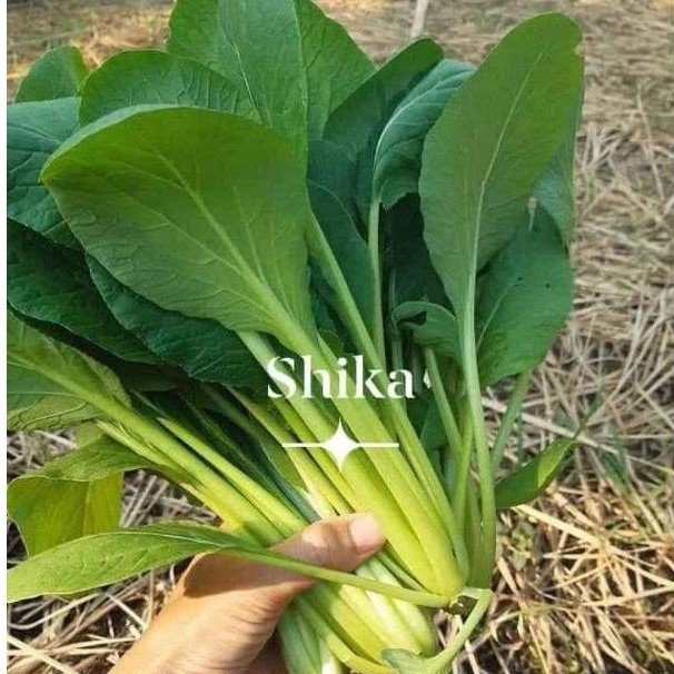 Hạt giống cải Nhật Shika giống F1 cực dễ trồng, tỷ lệ nảy mầm cao