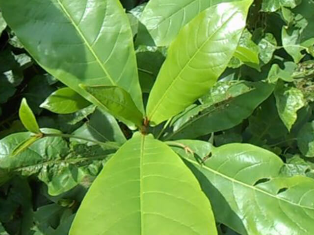 Lá bàng tươi có đơn mới hái 200g