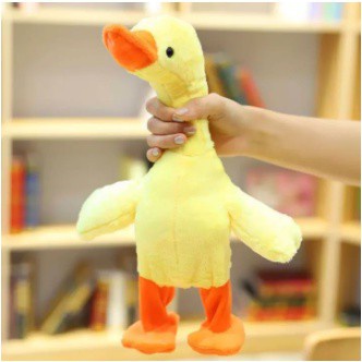 Vịt poka biết đi biết hát
