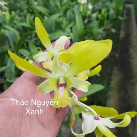 [HCM]Dendro Nắng Thỏ Vàng - cây giống