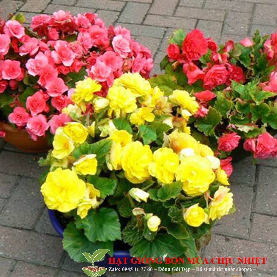 66A Gói 25 Hạt Giống Hoa Thu Hải Đường Đến Mùa Trồng Tết