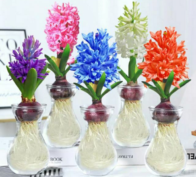 Combo Củ hoa Tiên ông + bình thủy tinh_Bộ củ thô và lọ trồng hoa Dạ Lan Hương chơi thủy canh