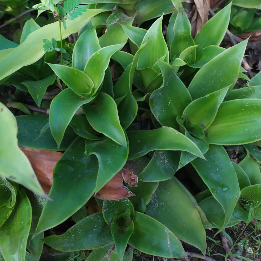 Combo 5 Cây Giống Lược Vàng