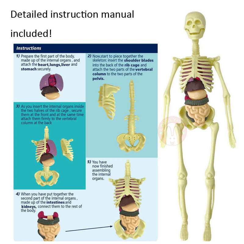 3D cơ thể con người giải phẫu mô hình trẻ em nhựa Tự Làm Bộ Xương Đồ chơi