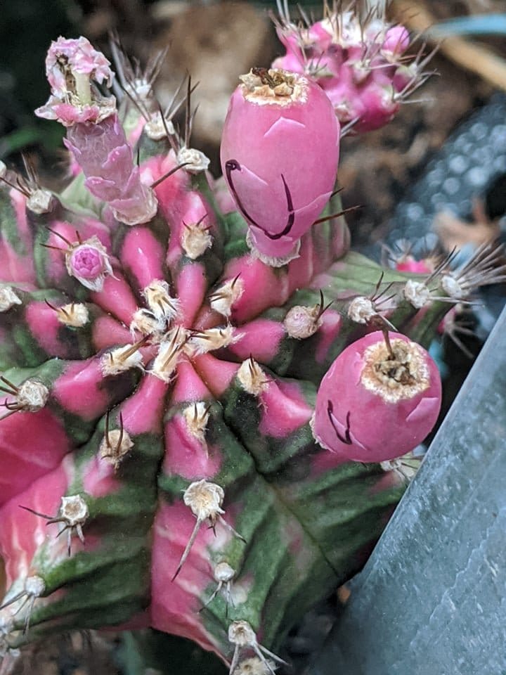 bán hạt xương rồng pink diamond giá 150k=200 hạt