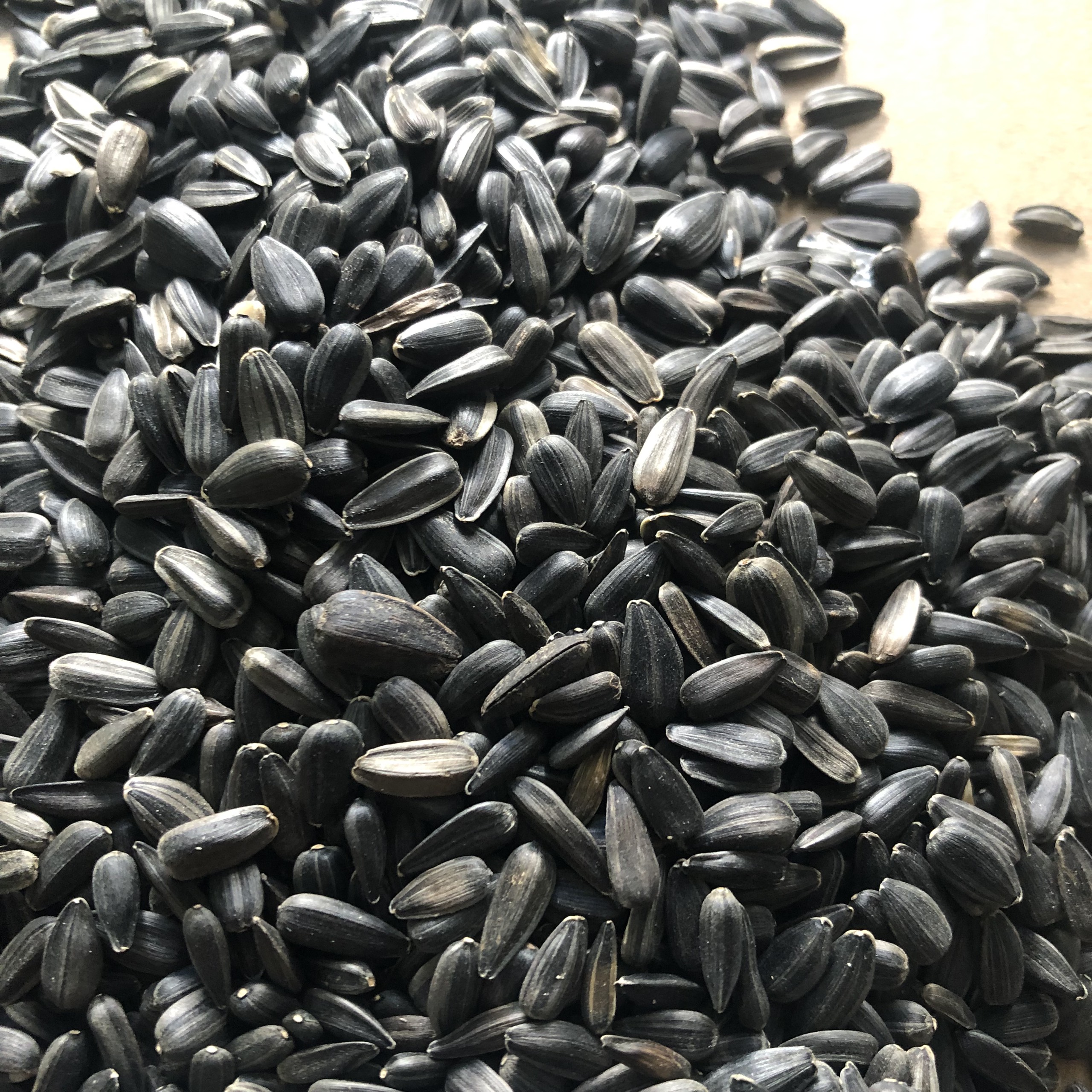 Hướng dương đen đóng gói 500g - 1kg