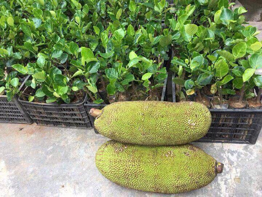 Cây giống mít malayxia quả dài 30kg/1 quả, chất lượng đảm bảo an toàn đến sức khỏe người sử dụng, cam kết hàng đúng mô tả