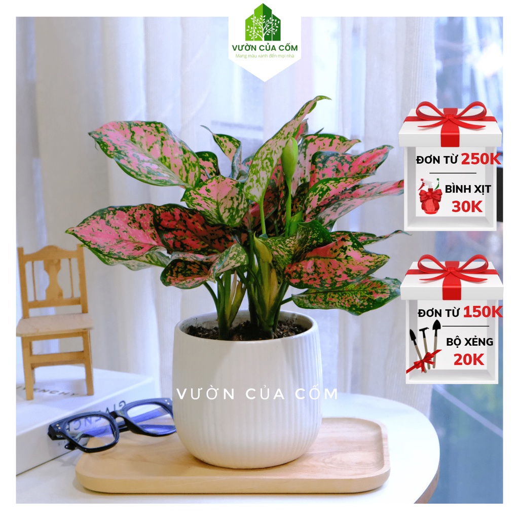 Cây vạn lộc để bàn kèm chậu sứ trắng kẻ , cây mang phong thủy tài lộc tới cho gia chủ . Món quà tặng ý nghĩa
