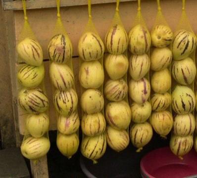 25 hạt hạt giống dưa pepino