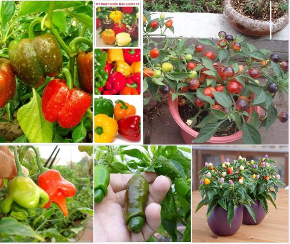 Combo 5 gói hạt giống ớt - ( ớt chuông gió - ớt cu ti - ớt đào tiên - ớt bi cảnh - ớt chuông đà lạt )