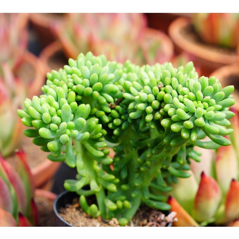 Sen đá Thạch ngọc Crest 8cm độc lạ - Sen đá đà lạt - thuần khí hậu Đà Lạt - Lỗi 1 đổi 1