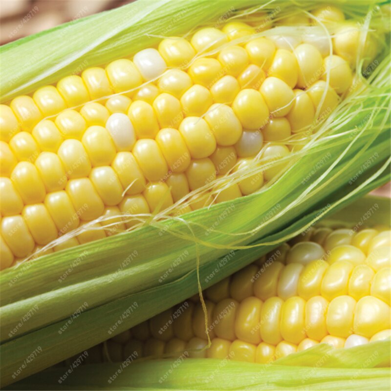 [HCM]Hạt giống ngô ngọt mỹ - Tặng gói hạt giống ngẫu nhiên