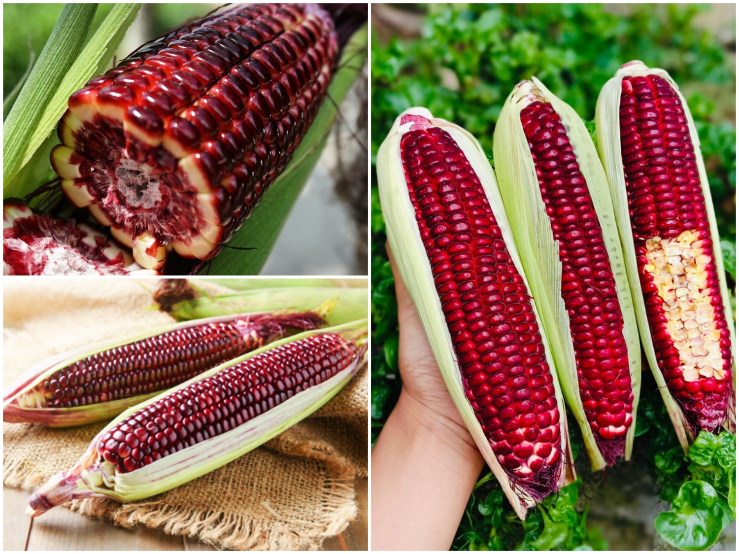 20H_HẠT GIỐNG BẮP NẾP TÍM