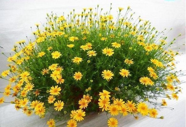 Hạt giống hoa cúc sao băng - hoa đẹp - dễ trồng