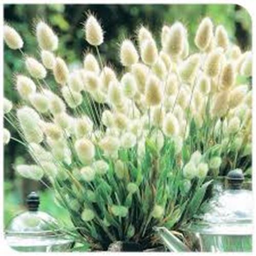 Bộ 2 túi hạt hoa cỏ đuôi thỏ. mỗi túi 0,2 gram. kèm quà tặng