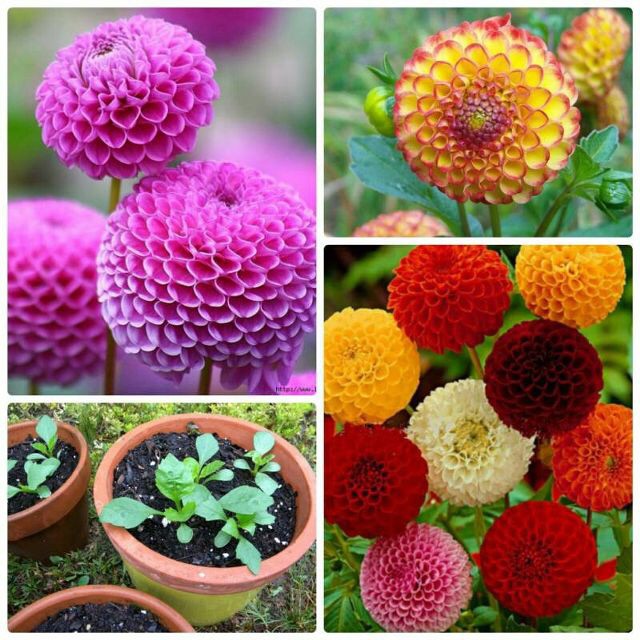 Hạt giống hoa thược dược tổ ong nhiều màu