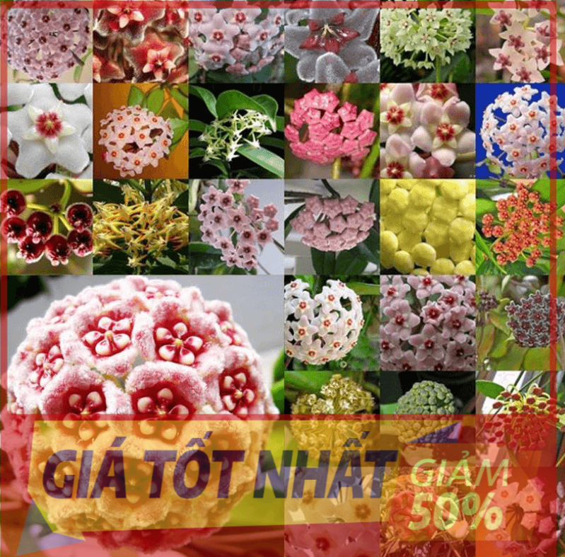 Lan cẩm cù, chậu lan cẩm cù nhập khẩu, mặt hoa hoa đẹp, đảm bảo mặt hoa