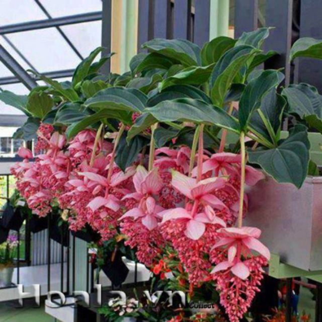 Cây hòn ngọc viễn đông, cam kết hàng đúng mô tả, chất lượng đảm bảo an toàn đến sức khỏe người sử dụng, đa dạng mẫu mã, màu sắc, kích cỡ