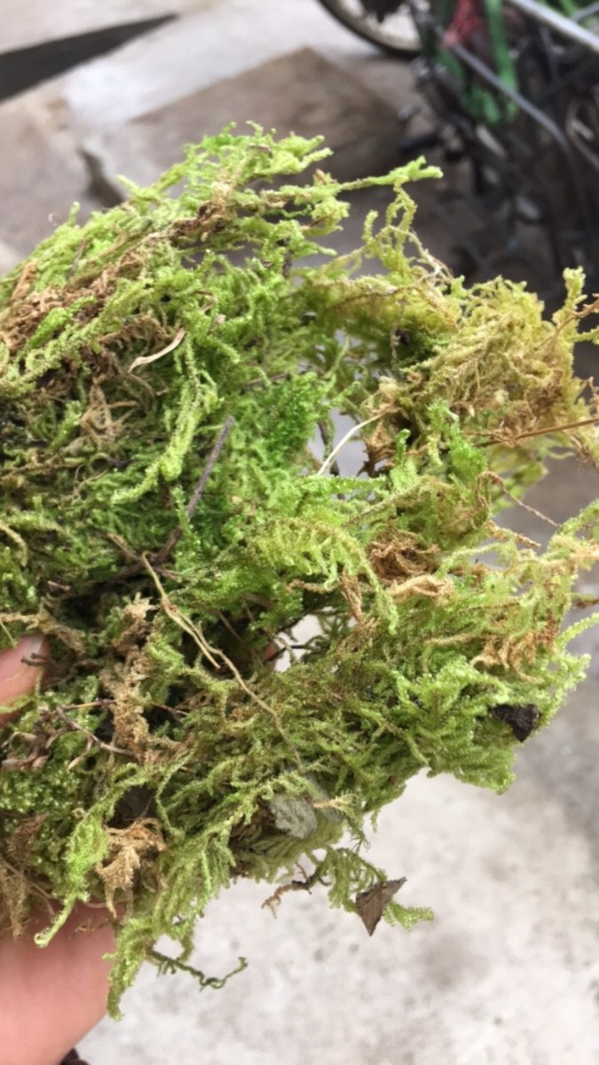 1kg rêu rừng giúp giữ ẩm dành cho trồng hoa lan