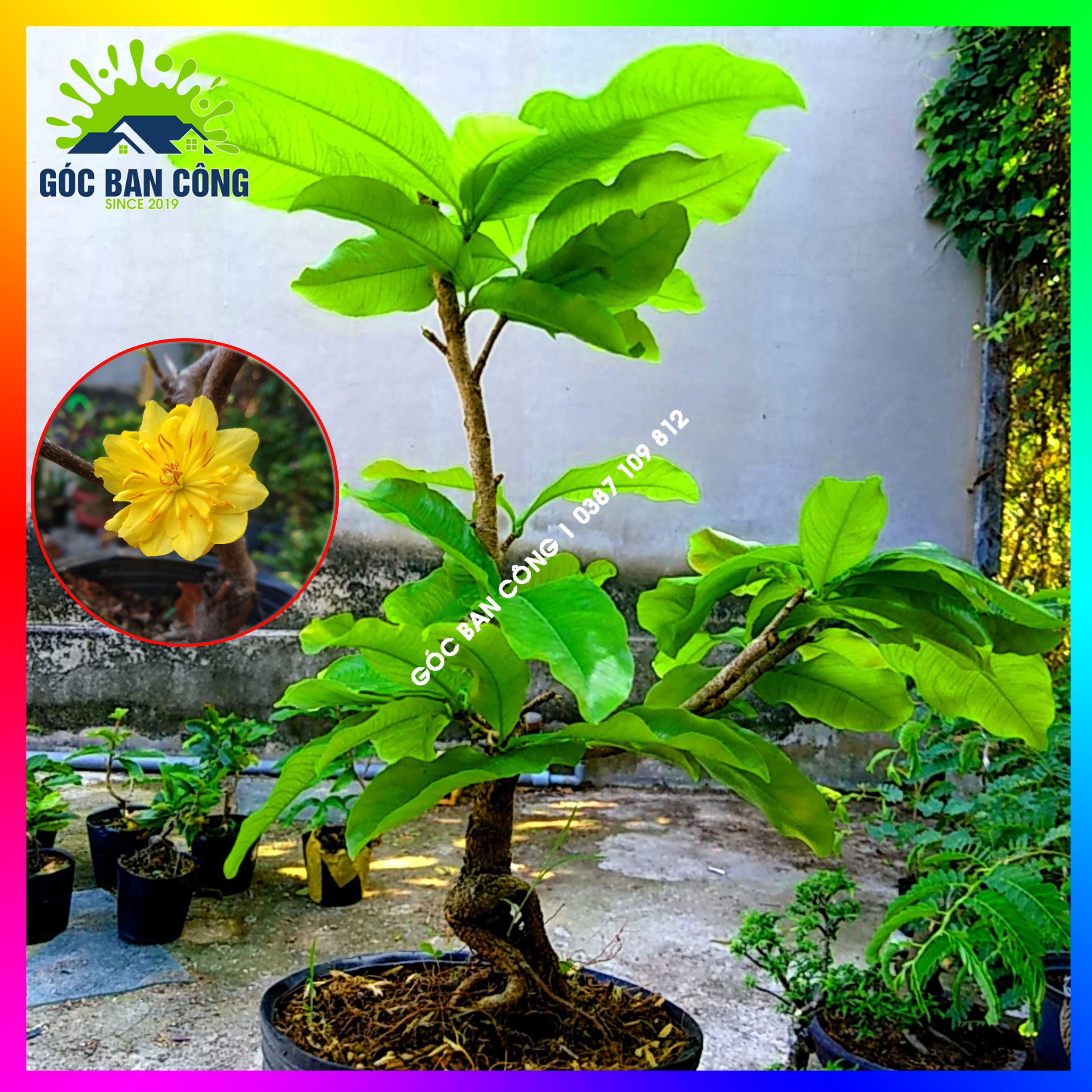 Mai Cúc Bonsai Mini