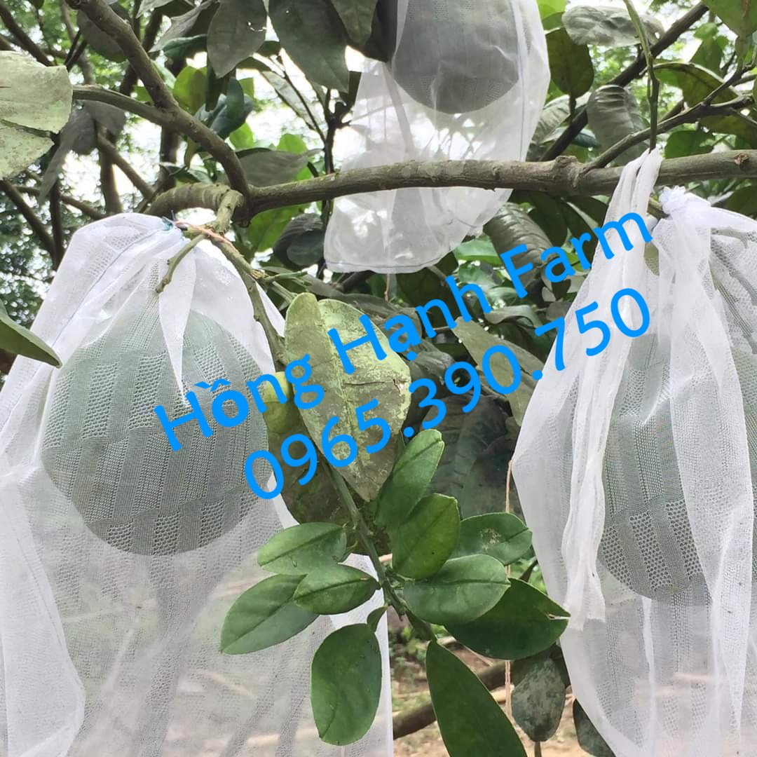 (50 cái) Túi Bao Trái Bưởi - Túi bao Bưởi 30x35cm - Túi bọc trái cây