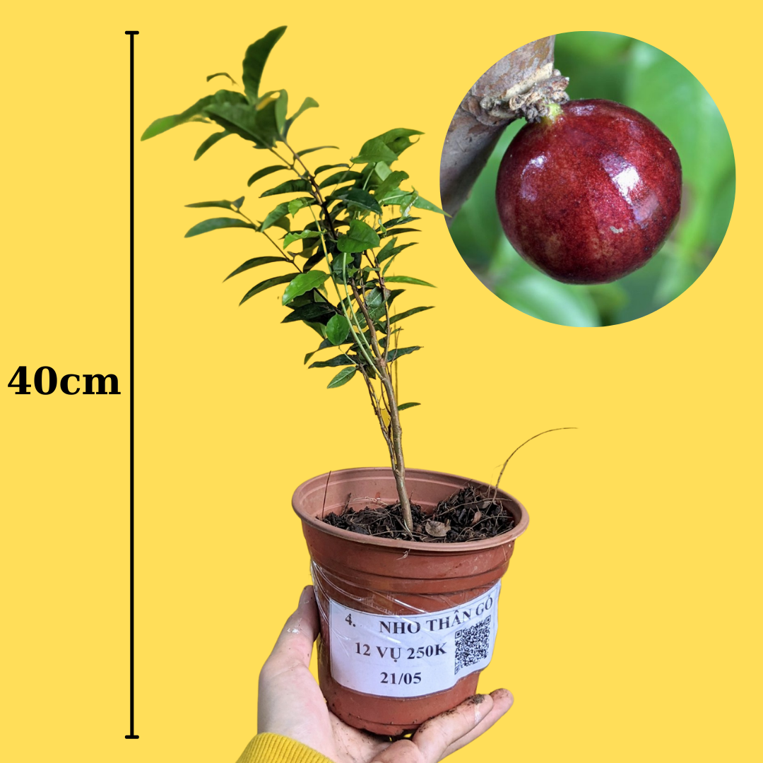 Cây giống Nho Thân Gỗ 12 Vụ