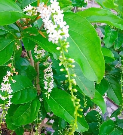 Cây hoa lài Thái thơm chùm hoa dài