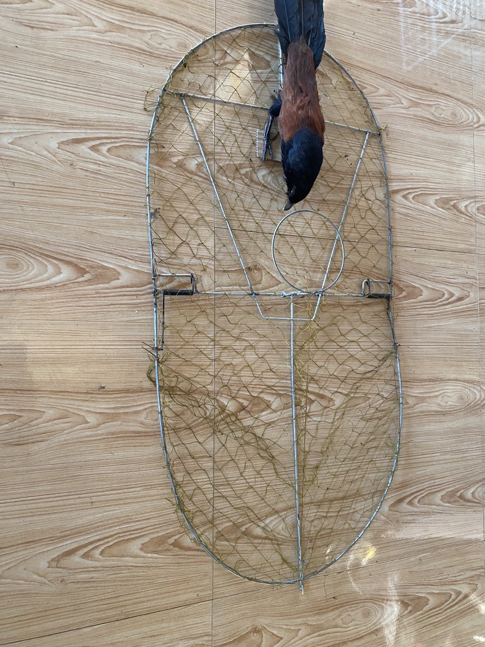 combo mẹt tròn mồi nhái bẫy chim bìm bịp đa năng bẫy rất hiệu quả giá rẻ lưới Thái Lan tàng hình 100%