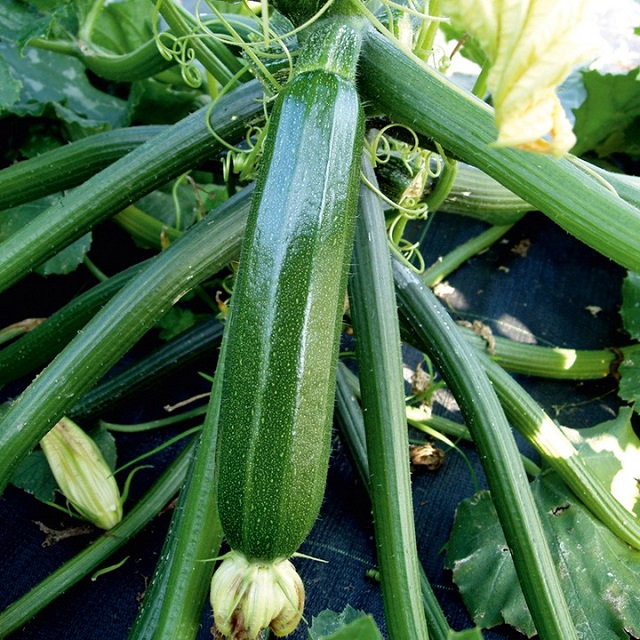 10h Hạt giống bí ngòi sai trái